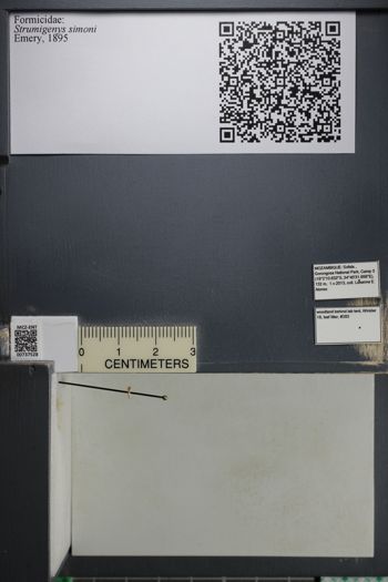 Media type: image;   Entomology 737528